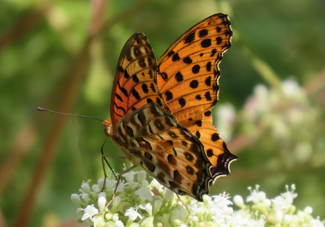 Indian fritillary, a species of butterfly with a pattern resembling a leopard (Nihombashi Garden, October 2022)